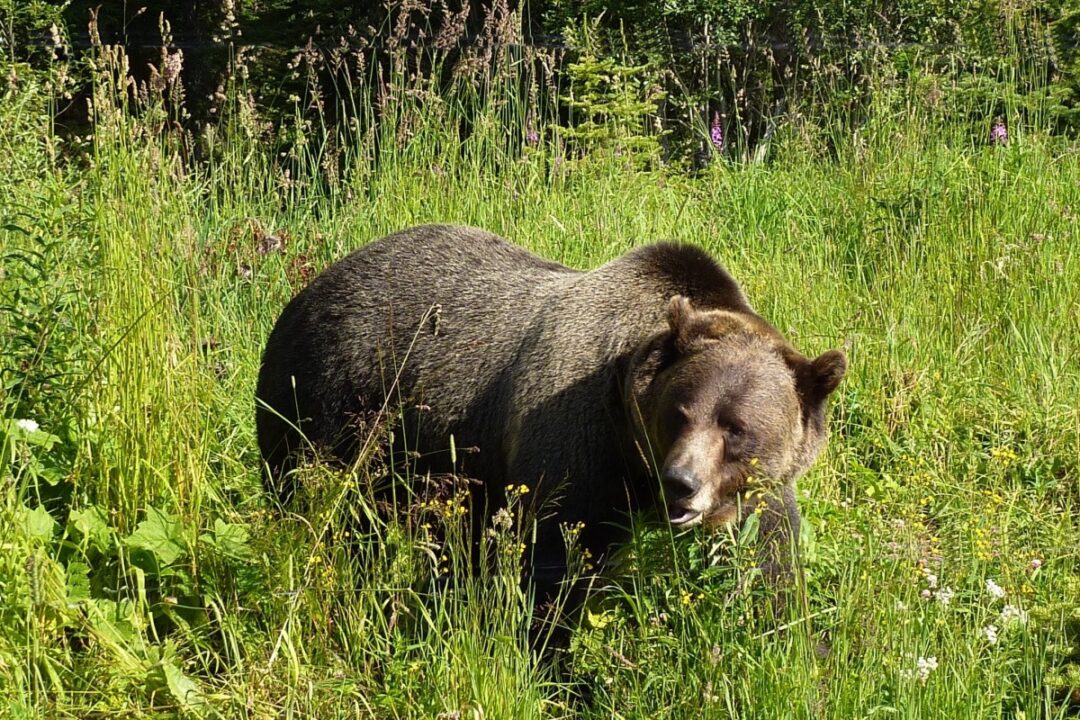 В Кузнецком районе Пензенской области обнаружены следы бурого медведя