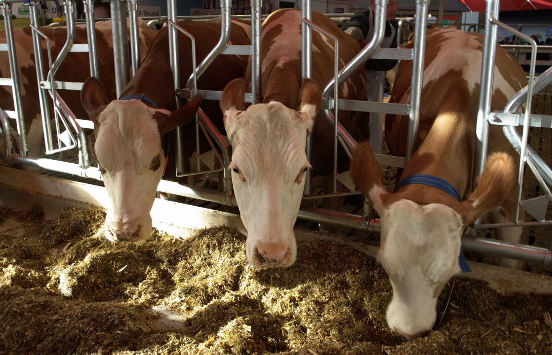 Пензенским фермерам напомнили о правилах обращения с побочными продуктами животноводства