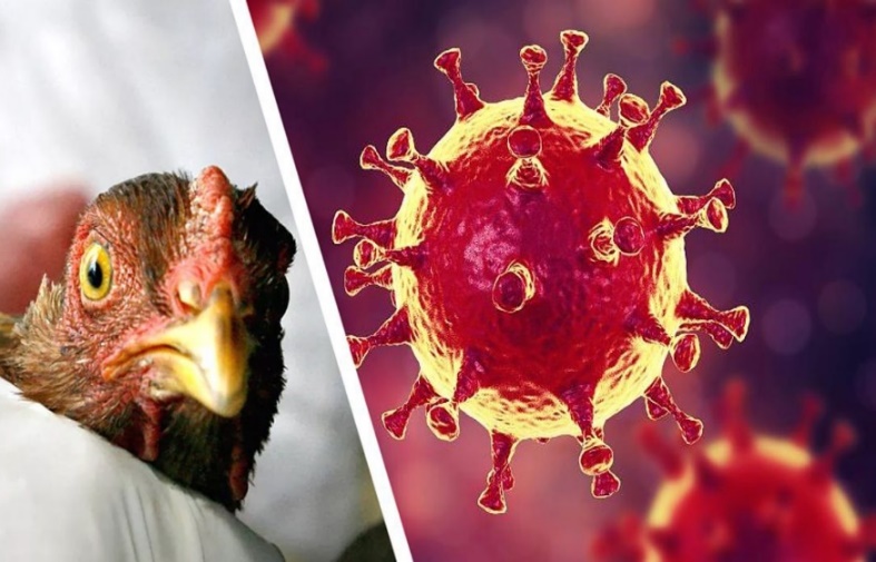 В Россельхознадзоре заявили о реальной угрозе заноса гриппа птиц на территорию Пензенской области