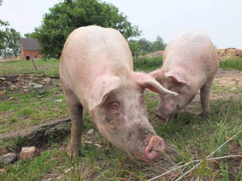 Пензенским свиноводам напомнили о необходимости соблюдения правил предупреждения распространения АЧС