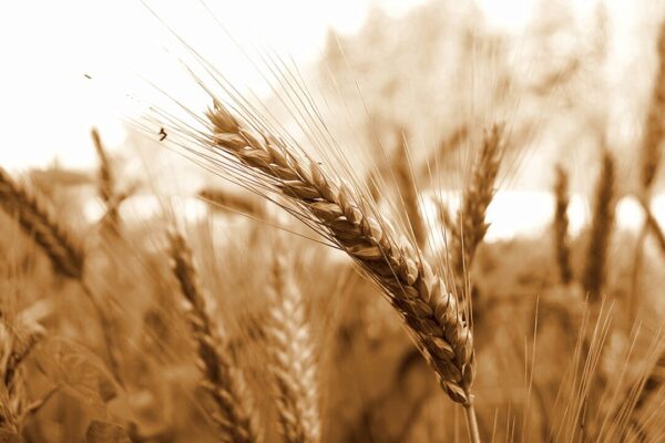 С начала года из Пензенской области экспортировано более 42 тыс. тонн зерна