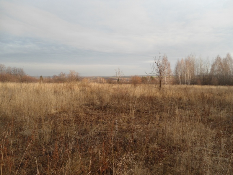 Заросшие сорняками участки выявлены Россельхознадзором в Пензенской области