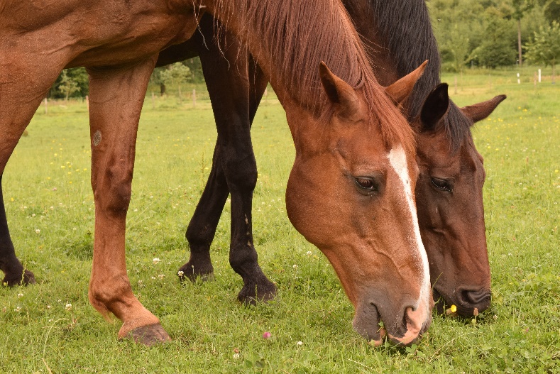 В Пензенской области исследования проб сыворотки крови не выявили сап лошадей