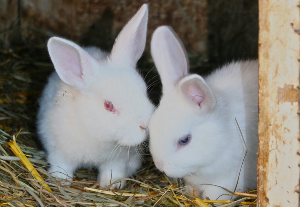В 2024 году вступят в силу новые ветеринарные правила для кролиководов