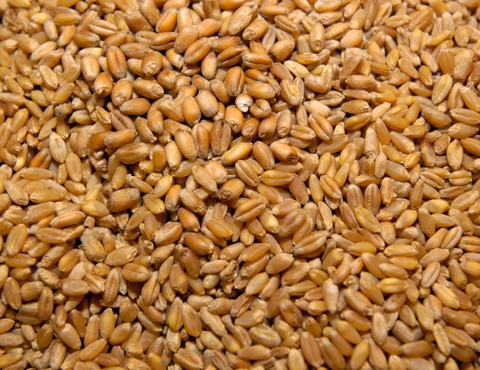 С начала 2023 года из Пензенской области экспортировано 9 тысяч тонн зерна