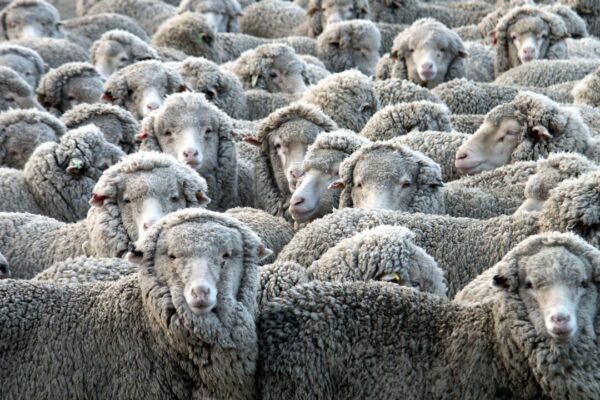 Управление Россельхознадзора проинформировало фермеров об опасности оспы овец