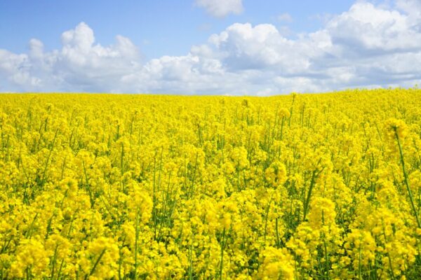 В Пензенской области обследовали посевы на содержание ГМО