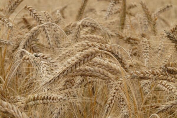 Из Пензенской области экспортировано около 58 тыс. тонн зерна
