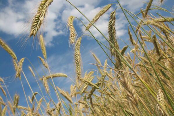 Утверждены новые требования при ввозе семян сельхозрастений в РФ