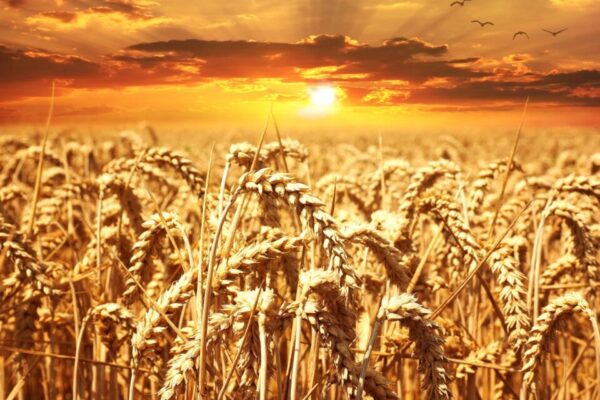 Пензенские аграрии намерены произвести 2,8 миллиона тонн зерна