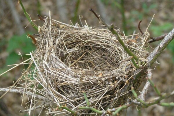В Пензе работники Детского парка уничтожили гнезда вместе с птенцами